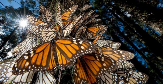 mariposas monarca